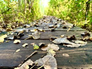a wooden walkway with leaves on it in the woods