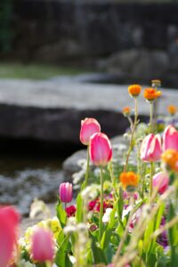 Pink tulips and orange flowers bloom in sunlight.