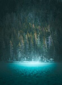 low-angle photography of field of trees